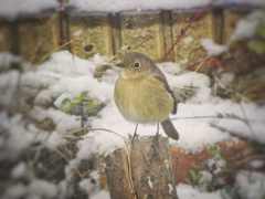 雪とジョウビタキ