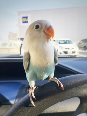 白ボタンインコ