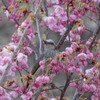 万博記念公園　ヒヨドリ