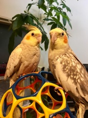 なかよしオカメインコ