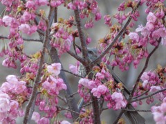 万博記念公園　ヒヨドリ