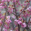 万博記念公園　ヒヨドリ