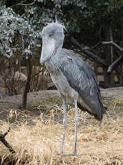 神戸どうぶつ王国　花鳥園