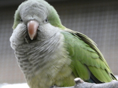 神戸どうぶつ王国　花鳥園