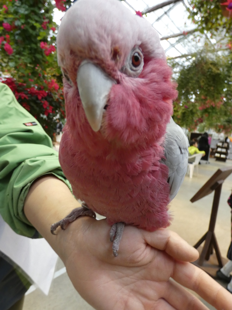 神戸どうぶつ王国　花鳥園