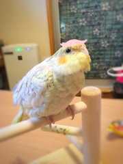 お花のビーズの冠をのせたオカメインコ