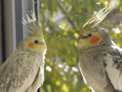 オカメインコ
