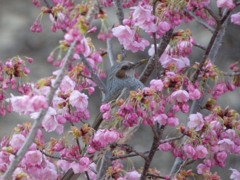 万博記念公園　ヒヨドリ