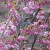 万博記念公園　ヒヨドリ