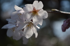 某公園の桜