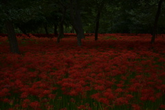 彼岸花