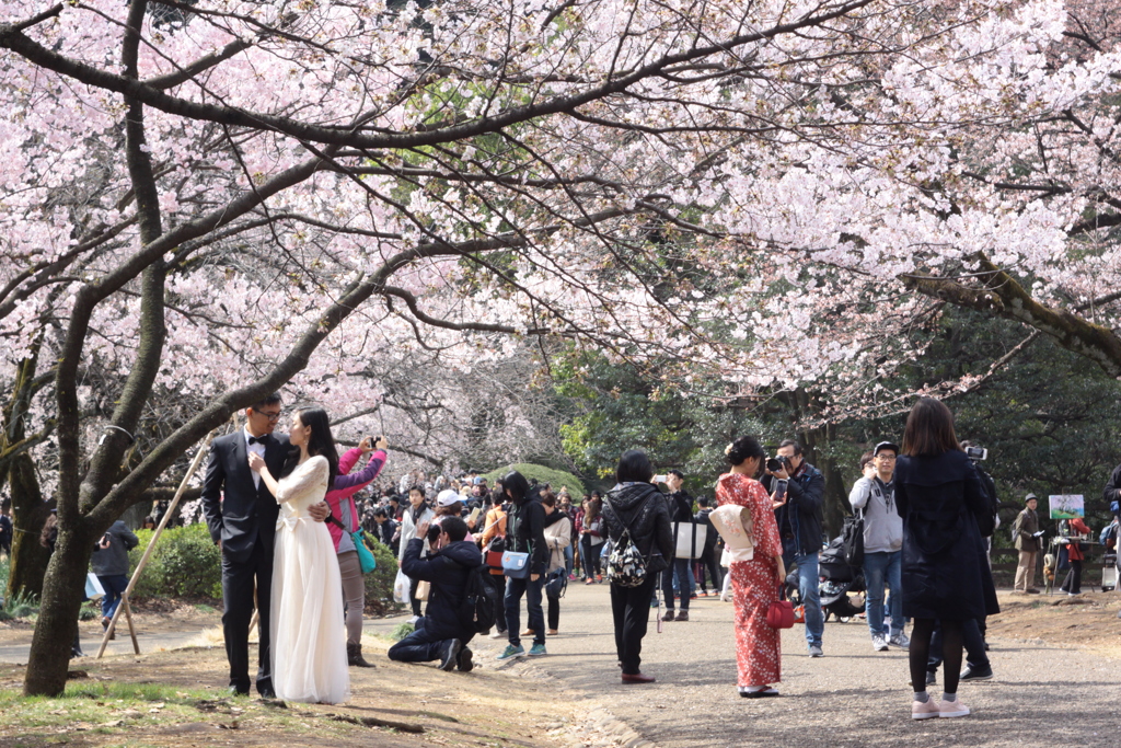 桜咲く新宿御苑