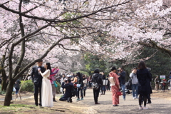 桜咲く新宿御苑