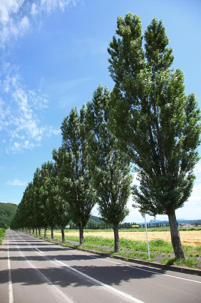 北海道の風景
