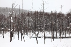 北海道の風景