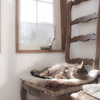 猫のいる風景
