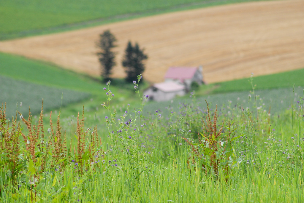 北海道の風景