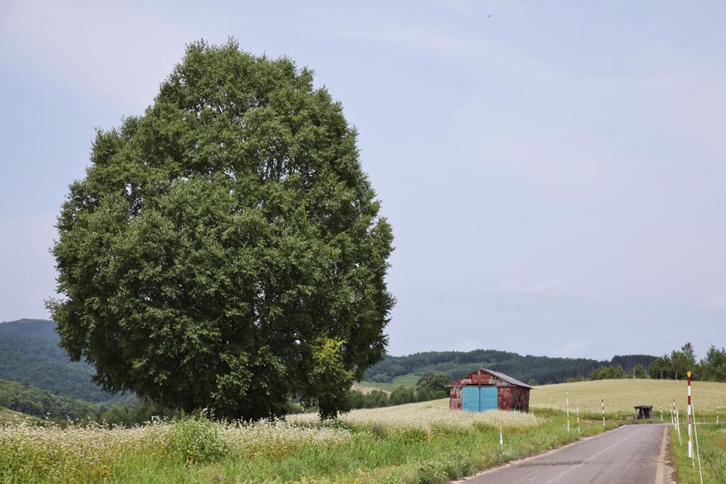 北海道の風景