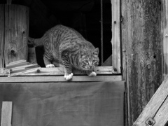 猫のいる風景