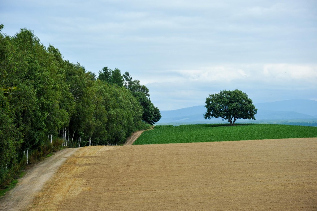 北海道の風景