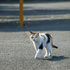 いつかの猫