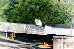 猫のいる風景