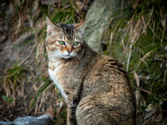 いつかの猫