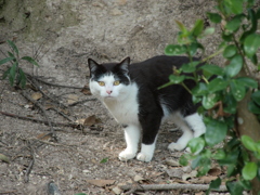 いつかの猫