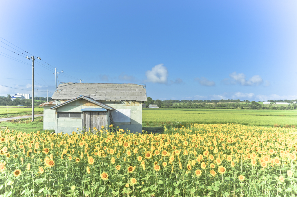 北海道の風景