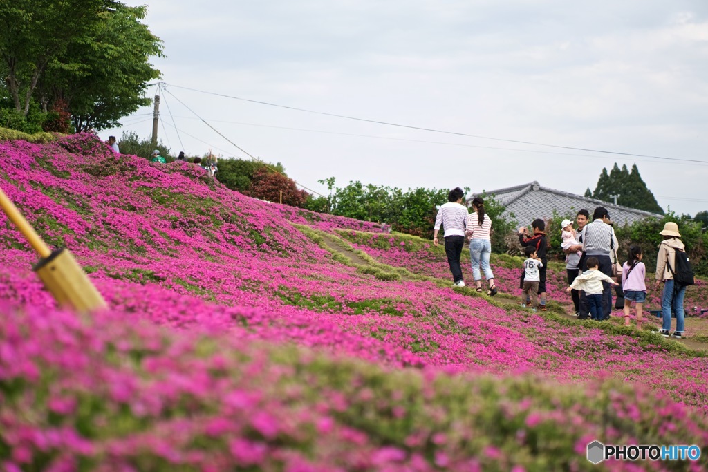 黒木宅の芝桜