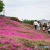 黒木宅の芝桜