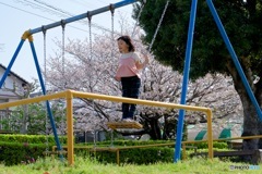 後田川緑道の桜2