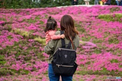 黒木宅の芝桜