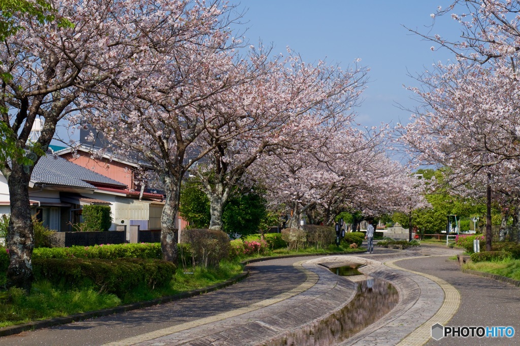 後田川緑道の桜