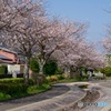 後田川緑道の桜