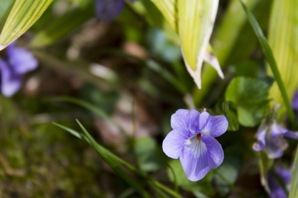 登山道の花1