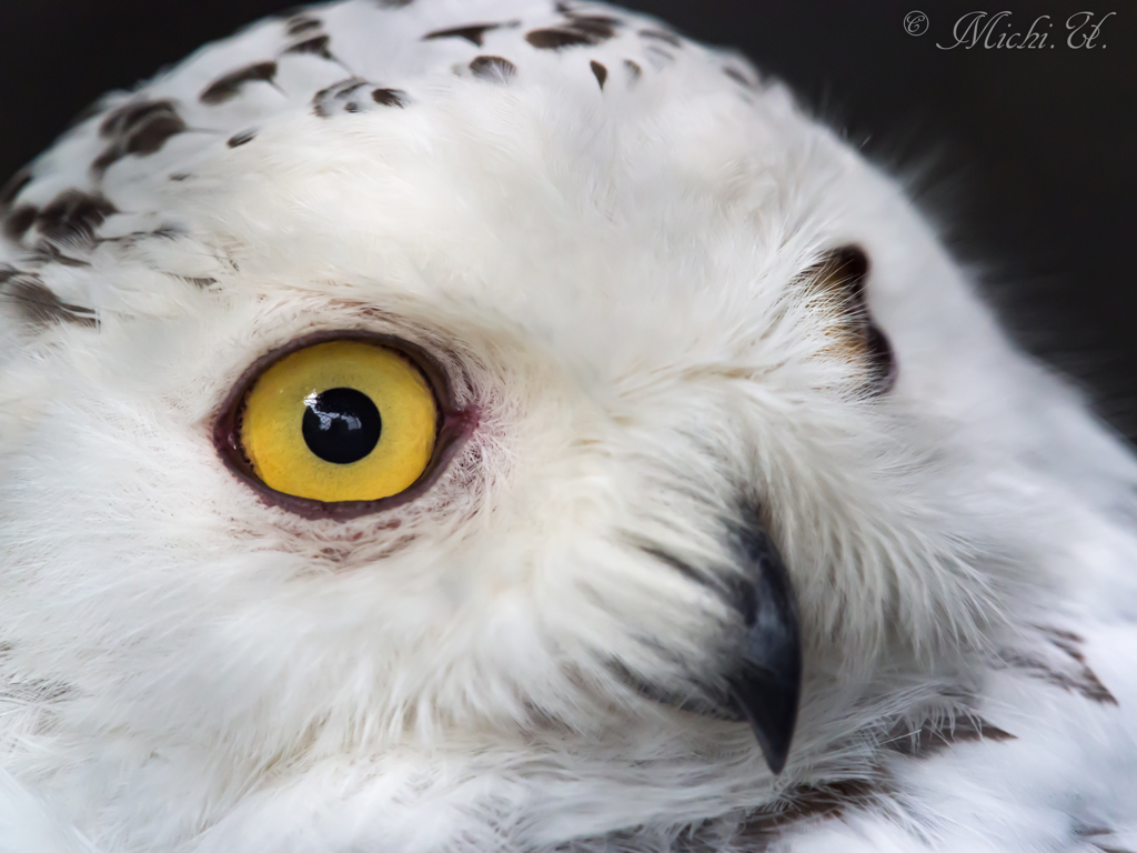 Snowy Owl