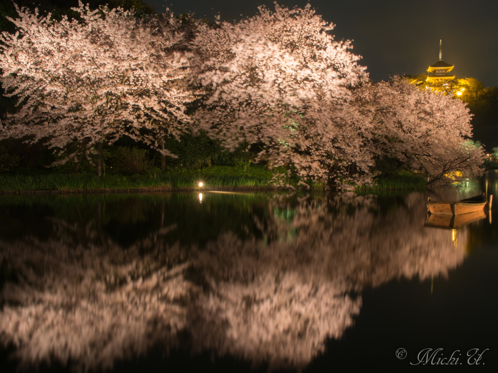 三渓園の桜