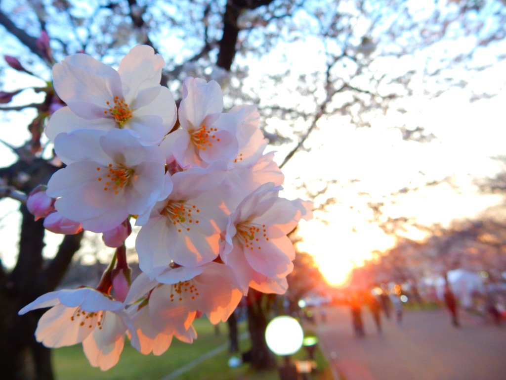 桜