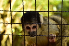 動物園