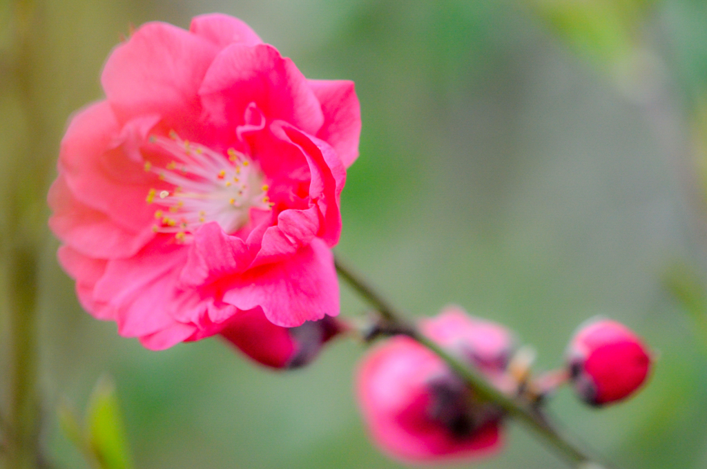 20170406　木瓜の花