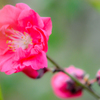 20170406　木瓜の花