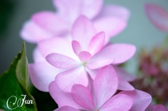紫陽花～ダンスパーティー～