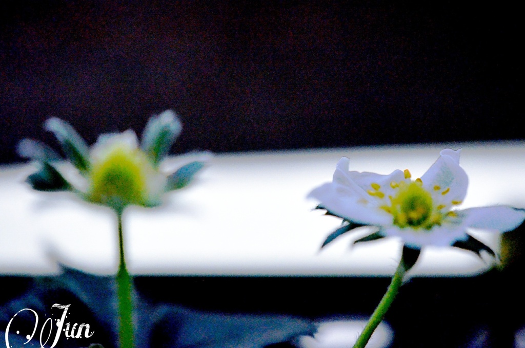 苺の花