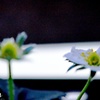 苺の花
