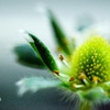 花から実へ