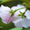 恥ずかしがり屋さん