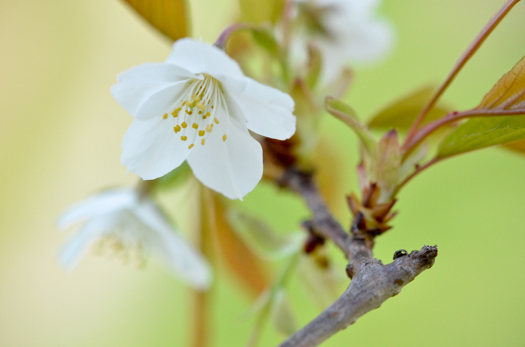 桜