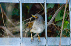 20170404　何の鳥？