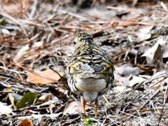 トラツグミ(2)